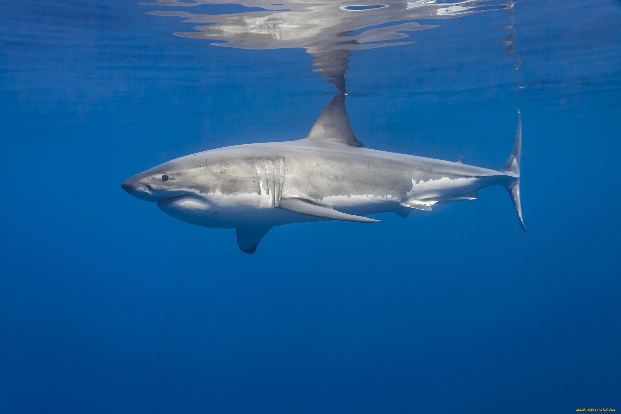 great white shark, , , , , , 